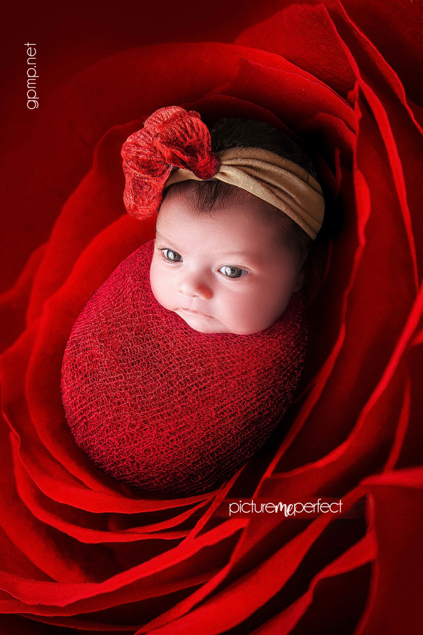 Awake newborn baby swaddled inside a large red rose. At her home in Miami , Weston Hills