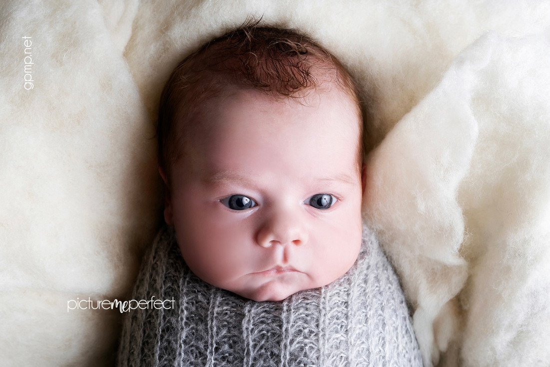 Awake, curious newborn swaddled in grey on white wool. At his home in Miami , Windmill Ranch Estates