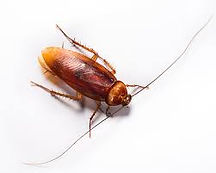 roach.jpeg