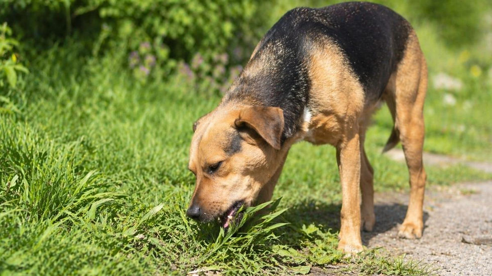 köpek neden ot yer