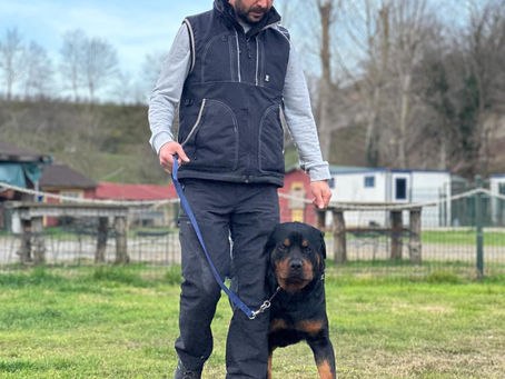 Köpek Eğitimi İçin En İyi Pratikler