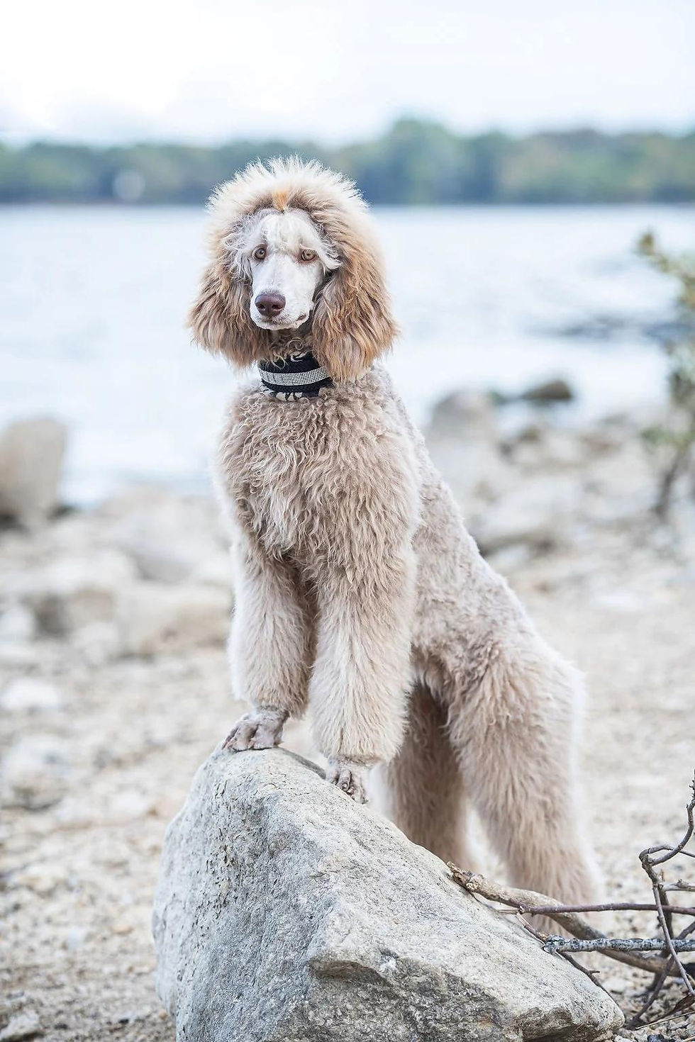 Poodle Nasıl Bir Köpektir?
