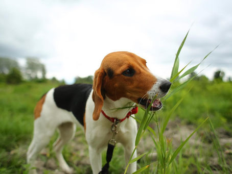 Köpekler Ot Yer Mi?