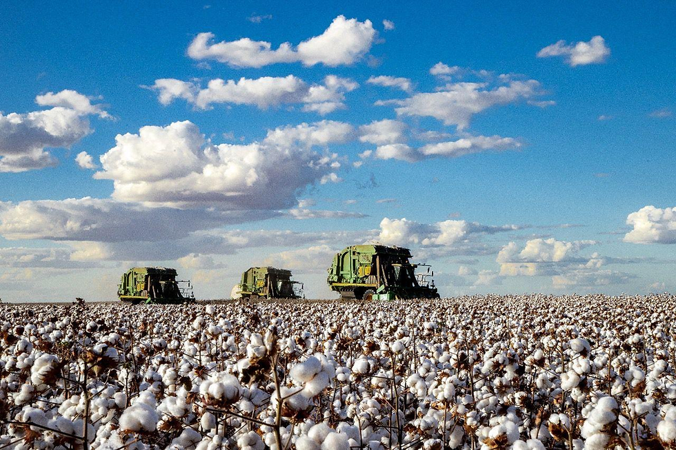 Produção de algodão mantém Bahia entre os destaques do agronegócio