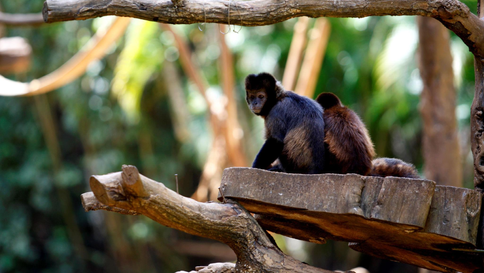 Macaco-prego invade casas em condomínio de Salvador e deixa cinco feridos
