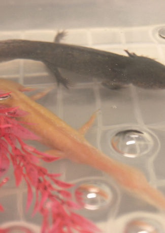 a4.jpg