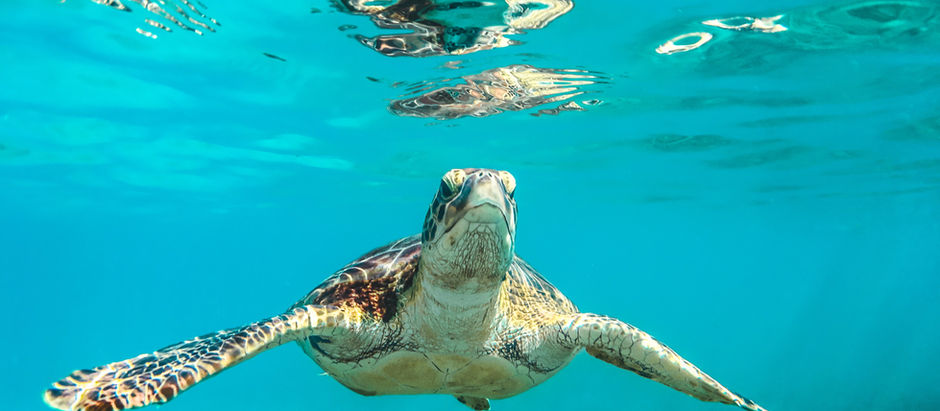 Top Cruise Deals Available NOW!
