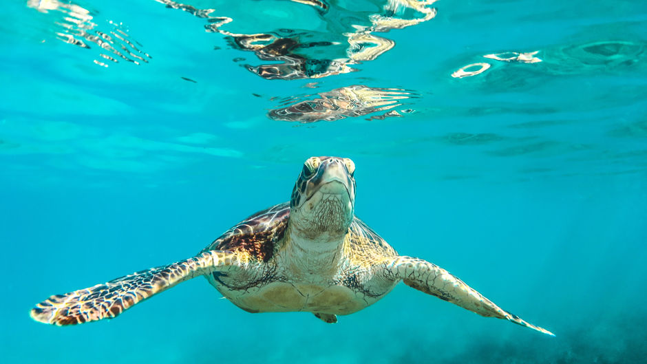 Top Cruise Deals Available NOW!