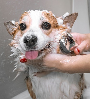 Bathe-Your-Dog_edited.jpg
