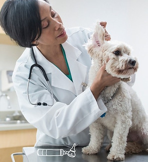 img-first-vet-visit-header_edited.jpg