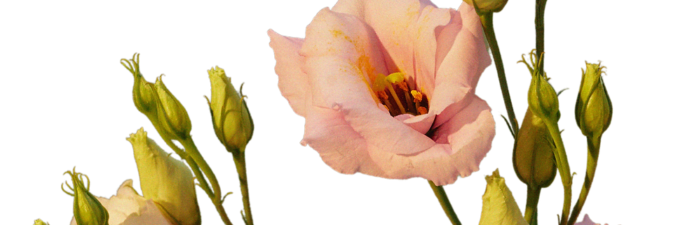 An image of a pink flower with green flower buds. Superimposed text reads, "The MSVUSU Pride Centre Presents The Enchanted Forest: A Queer Prom."