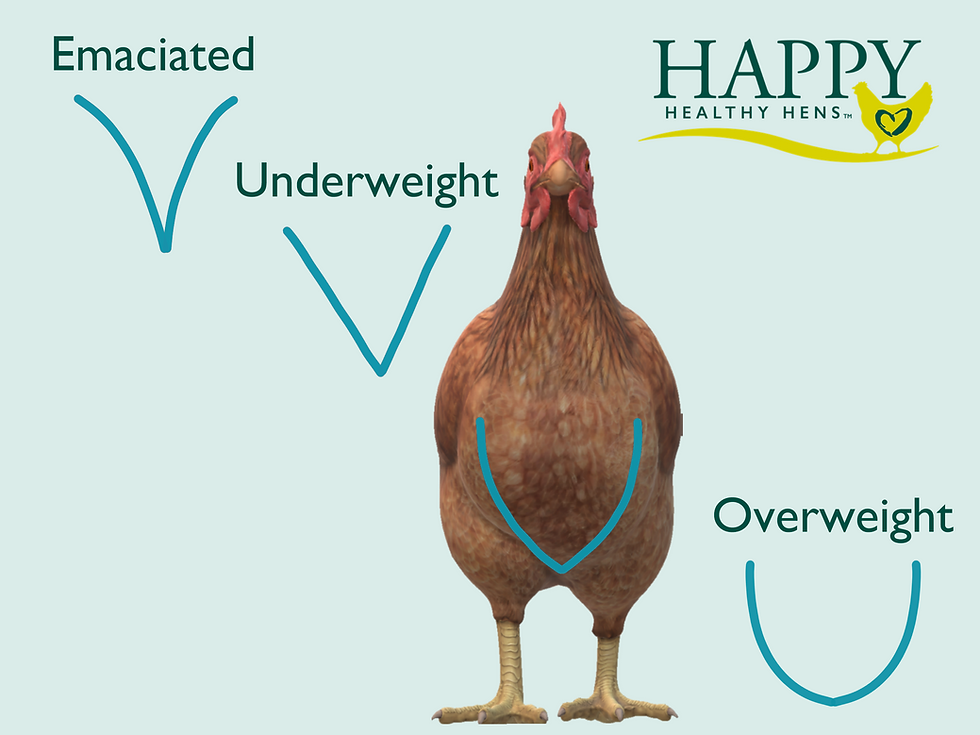 How to body condition score hens