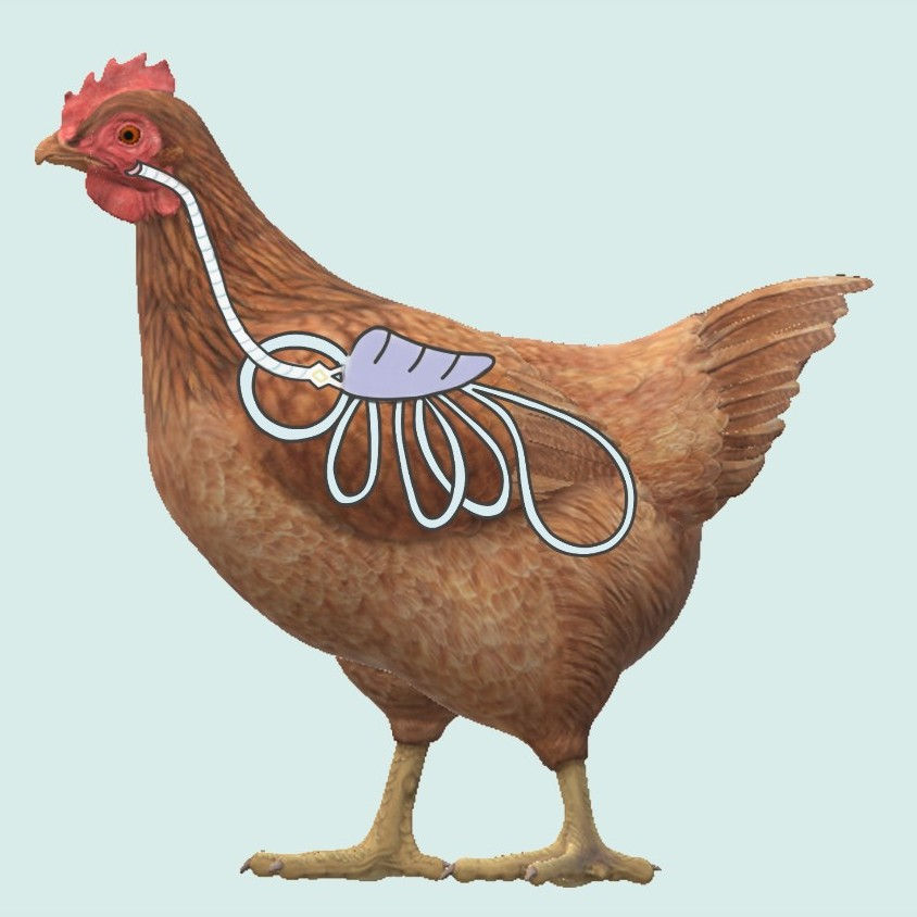 “Top to bottom” – Respiratory & Foot Health (Online class)