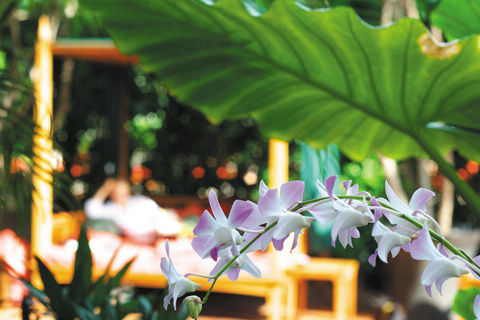 Peaceful Gardens