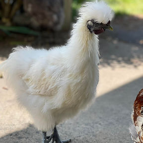 The sweetest chicken on this Earth