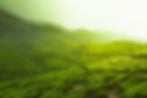 Wayanad