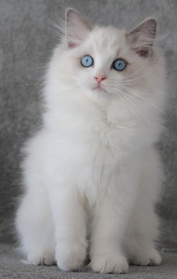DAKOTA
