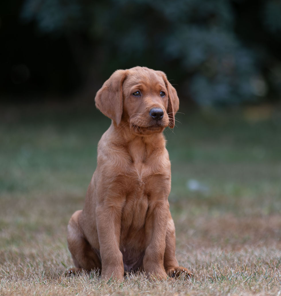 Fox Red Puppy photoshoot