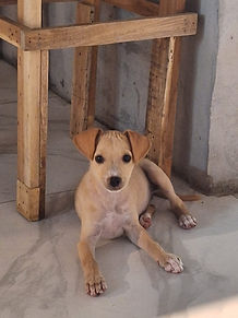 Perro