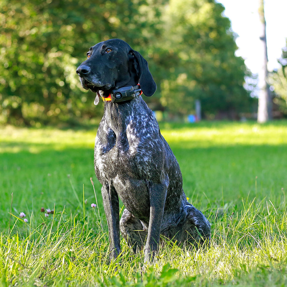 Thumbnail: Dogtrace DOG GPS X30+