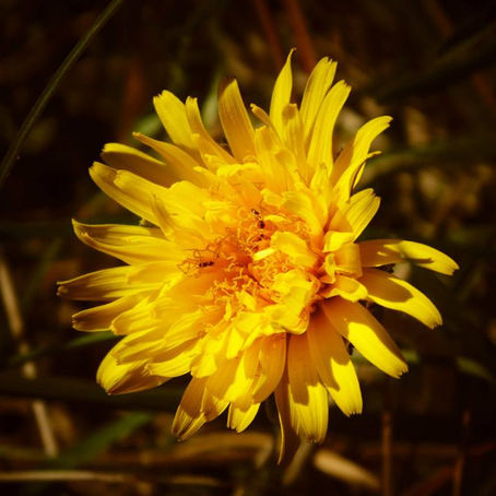Lughnasadh