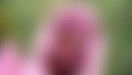 The Nutritional Powerhouse: Chestnuts!