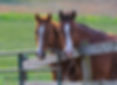 501 HORSE.jpg