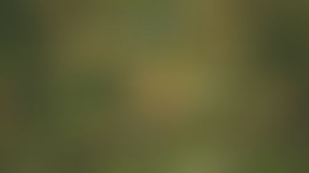 Aerial view of a forested neighborhood with houses hidden among dense green trees. Dirt roads form a cross pattern, creating a tranquil scene.