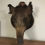 Antique Taxidermy French Wild Boars Head - mounted on wooden shield