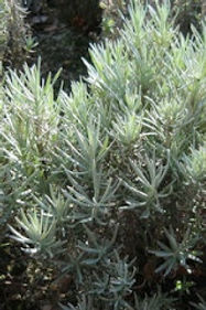 HERBS