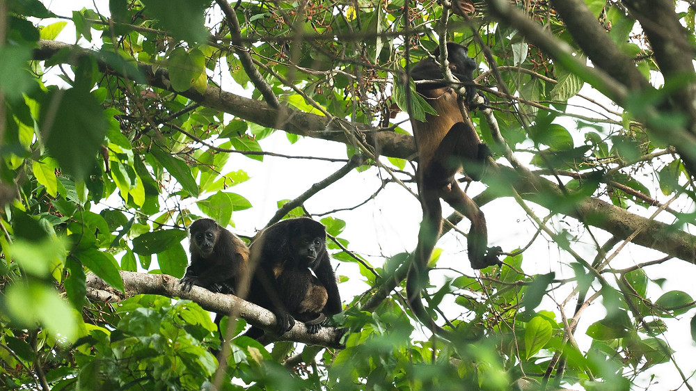 Group of howler monkeys