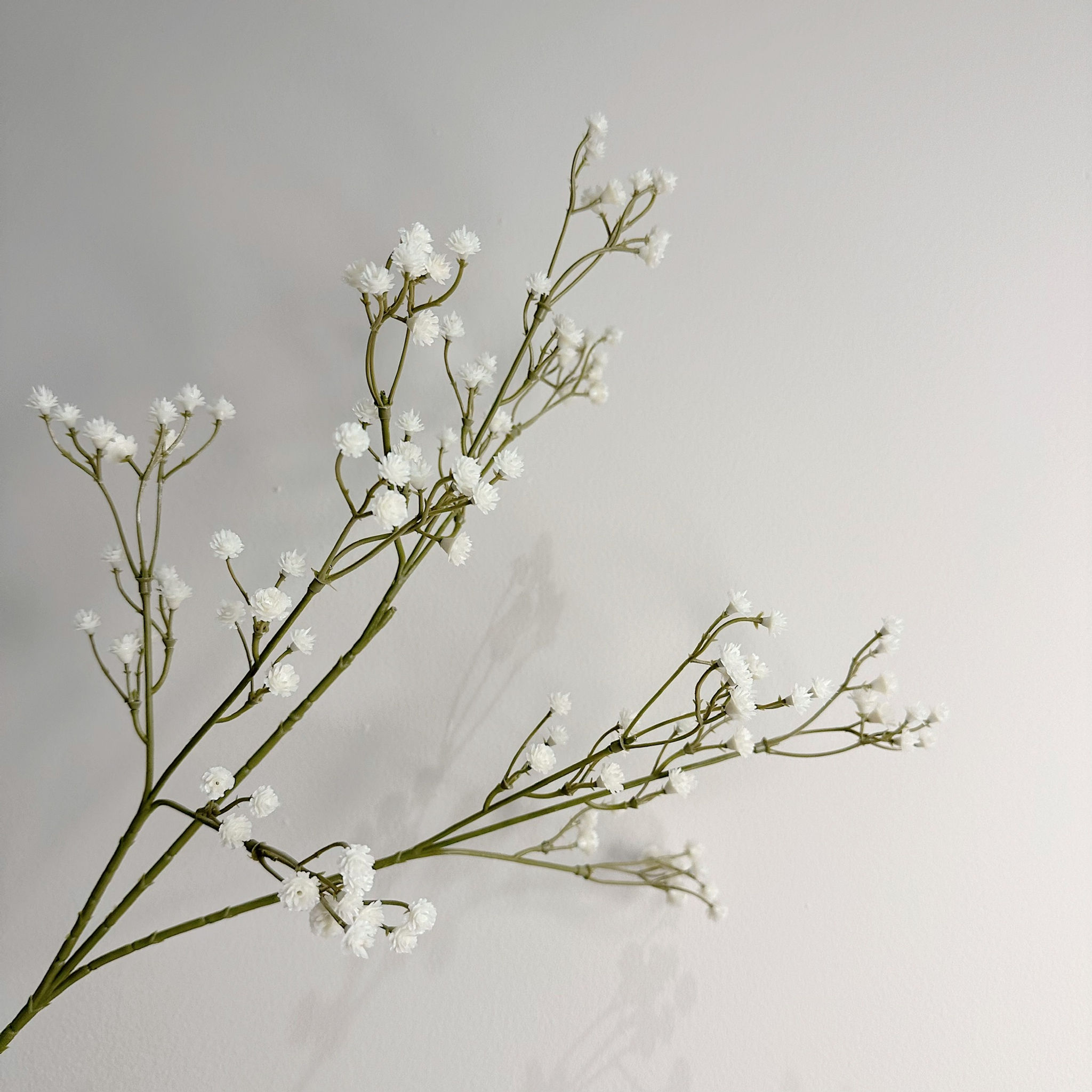 Gypsophyla Cream 60cm