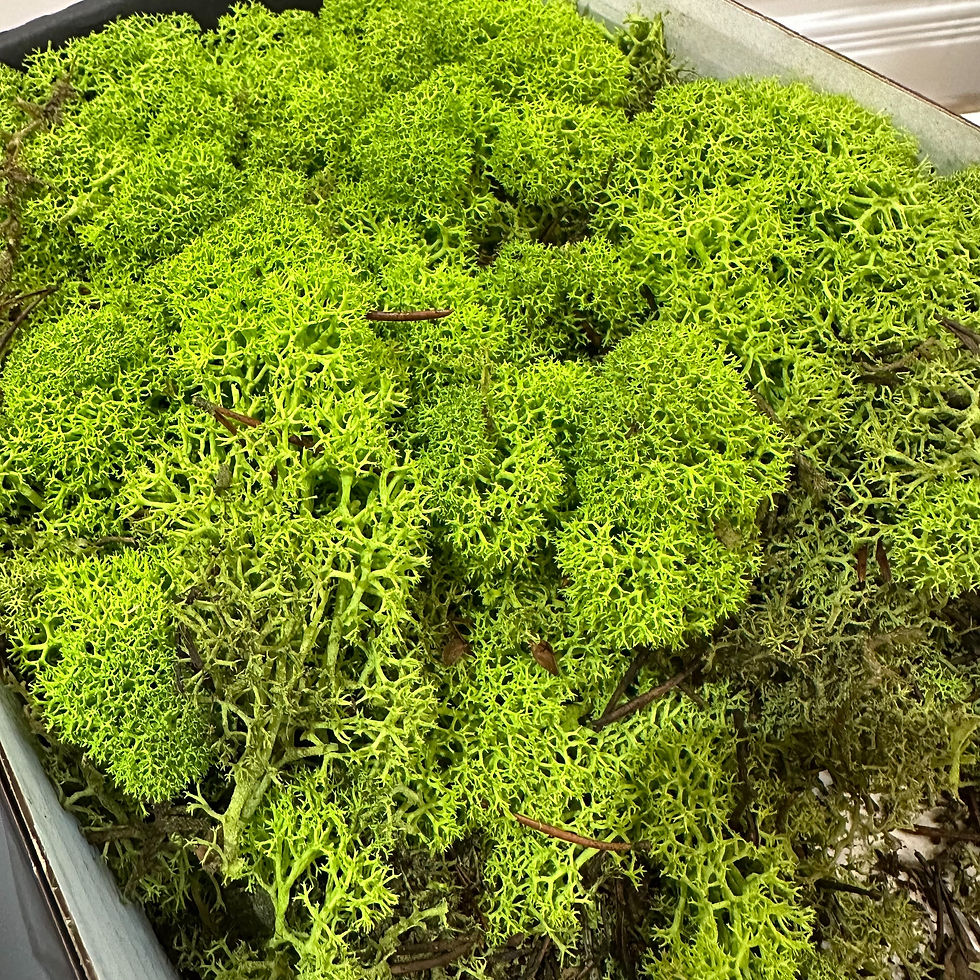 Finland Reindeer Moss Light Green X 500g