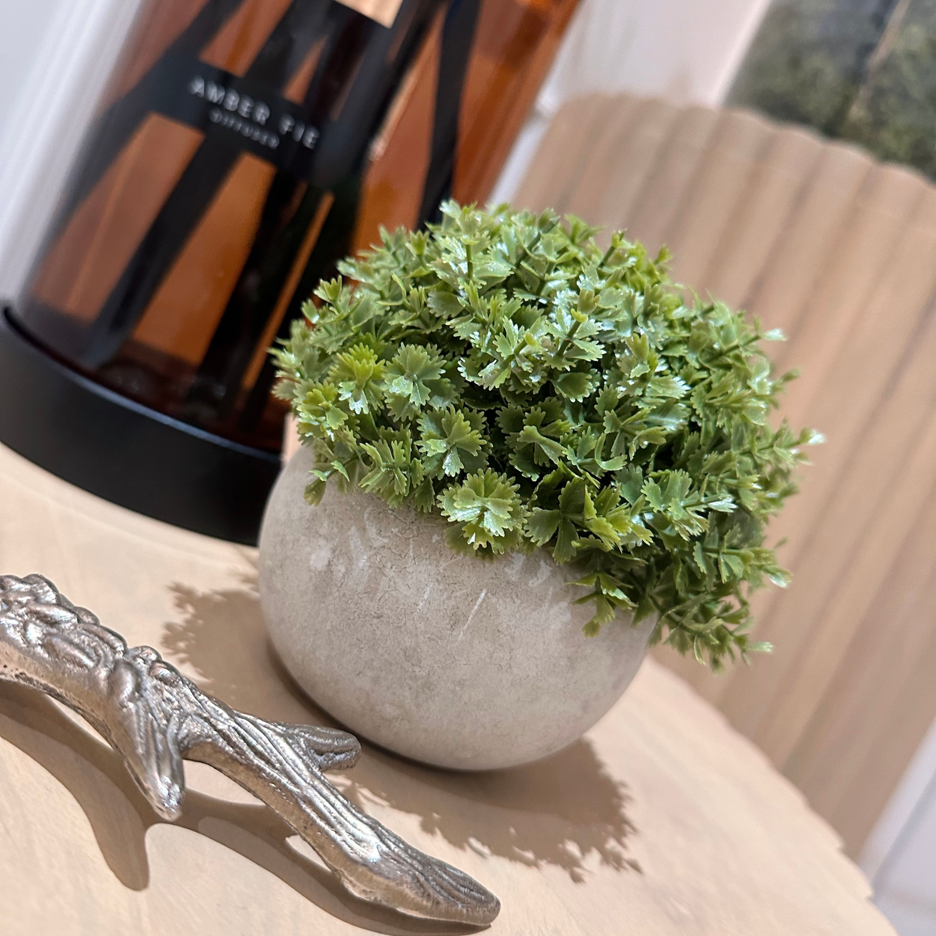 Miniature Hebe Veronica in Pot on a side table.