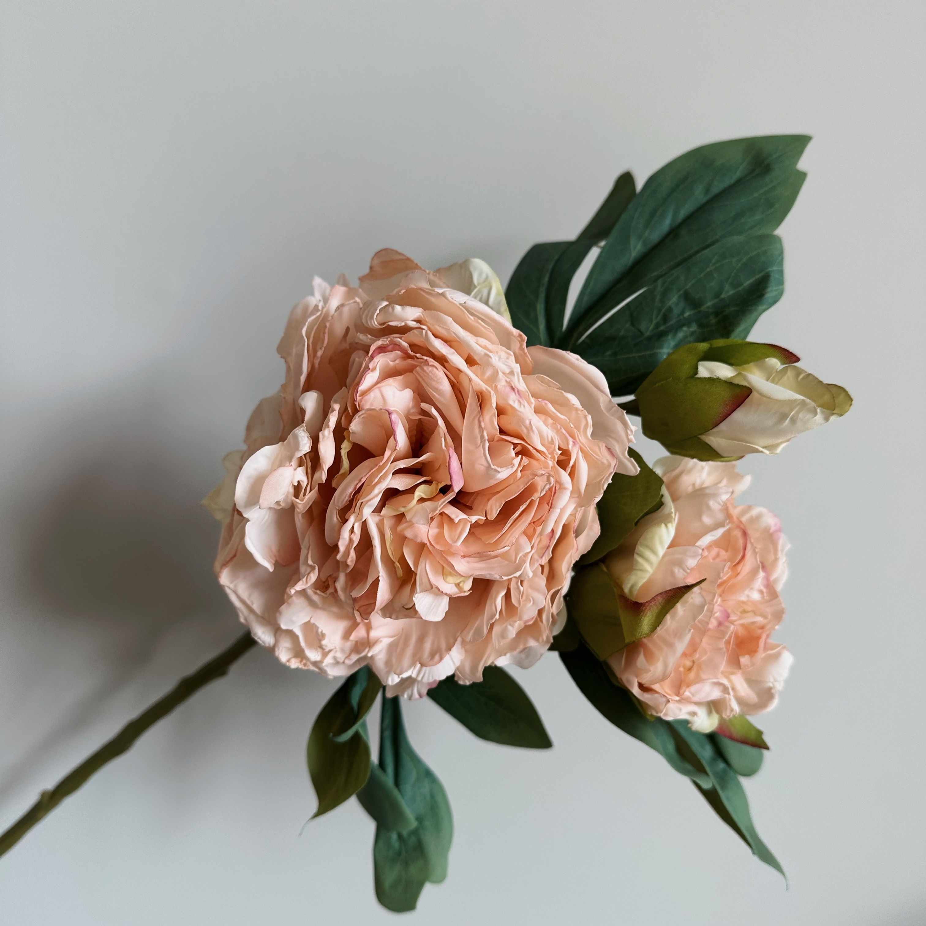 Oyster Eleanor Peony