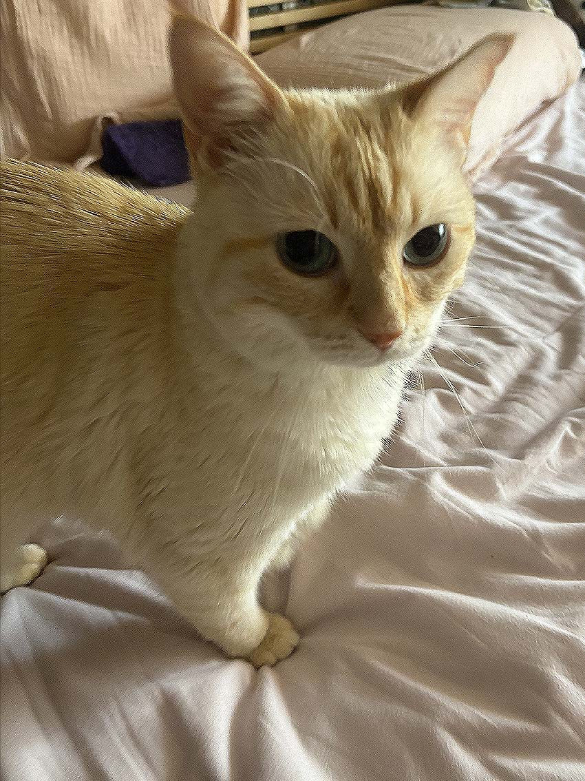 Photo de Nana Fortuna, le chat de l'atelier Cielether