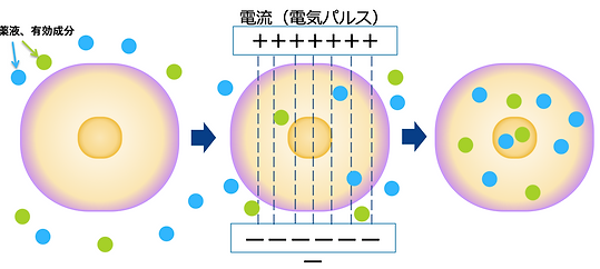 エレクトロポレーションがどのような現象を起こすかの原理について