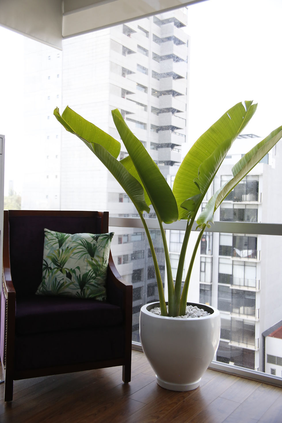 Miniatura: Palma de Plátano