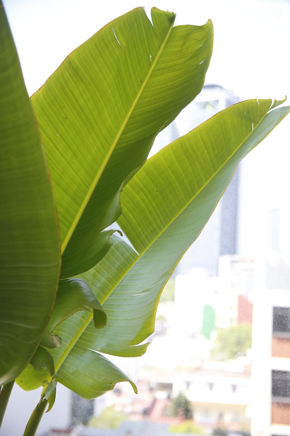 Miniatura: Palma de Plátano