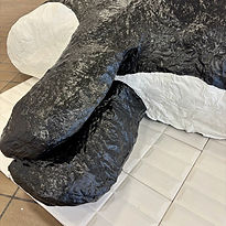 Orcinus Orca
