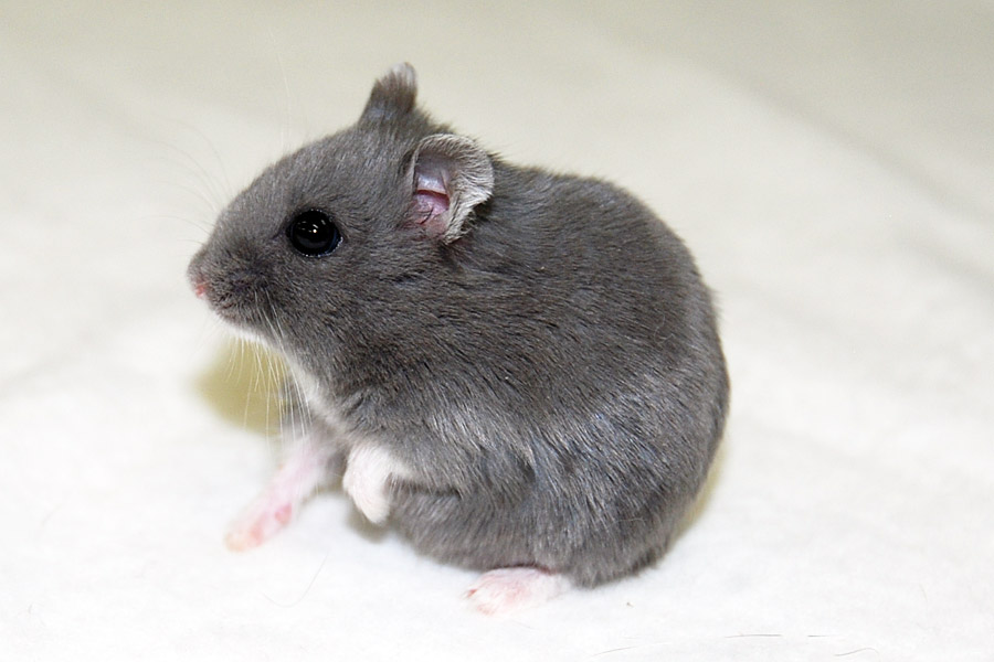 djungarian hamster colors