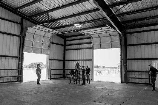 Vet techs performing a pre-purchase examination, including a gate eval and lameness check.