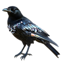 vecteezy_mysterious-black-crow-with-glossy-feathers-and-a-sharp-beak_56815268.png