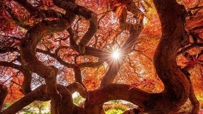 TFF Tree.jpg