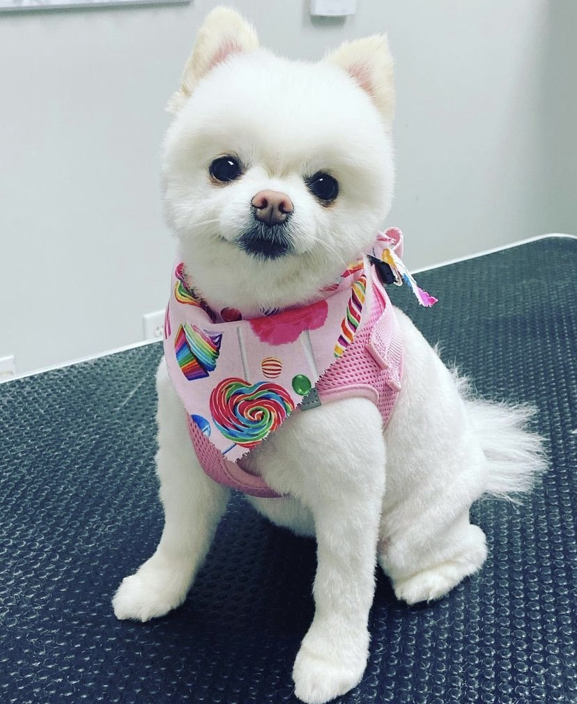 The Bubble Lounge Dog Spa - Business Photo
