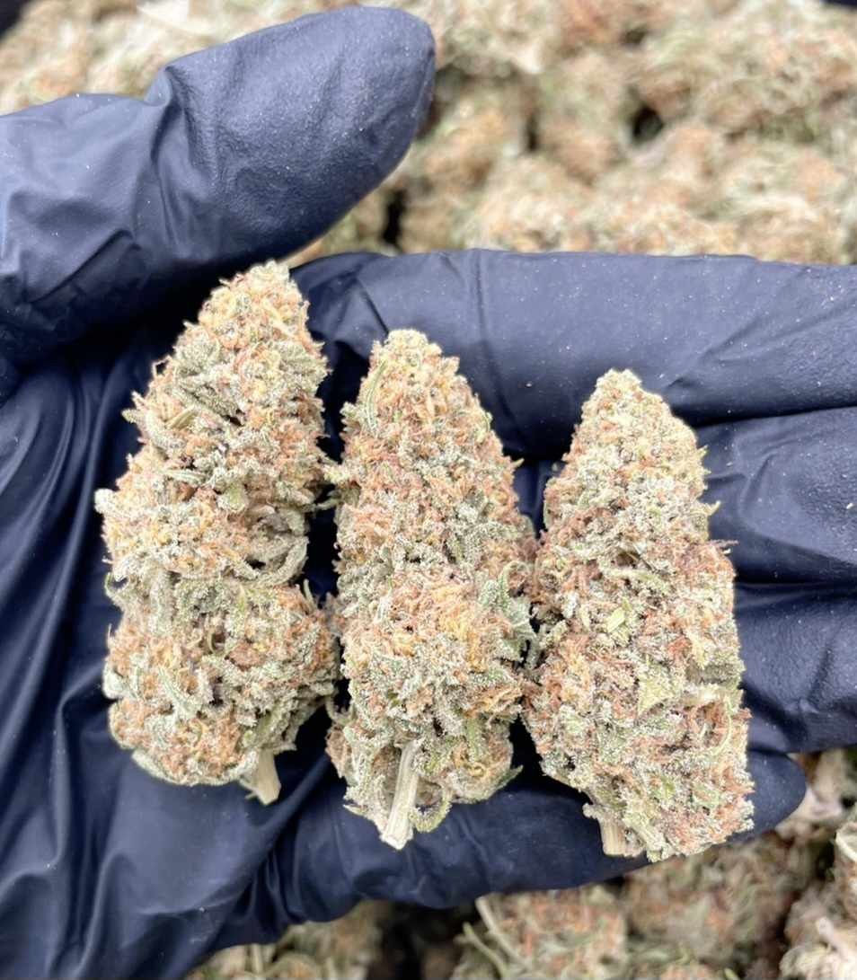 Miniature : Afghani