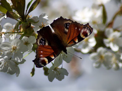 Butterflies and bees