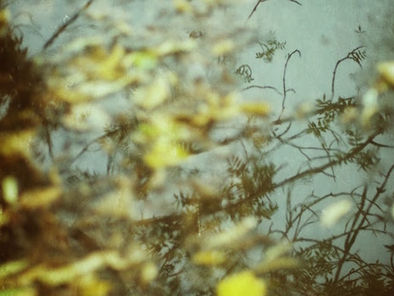 The falling leaves...