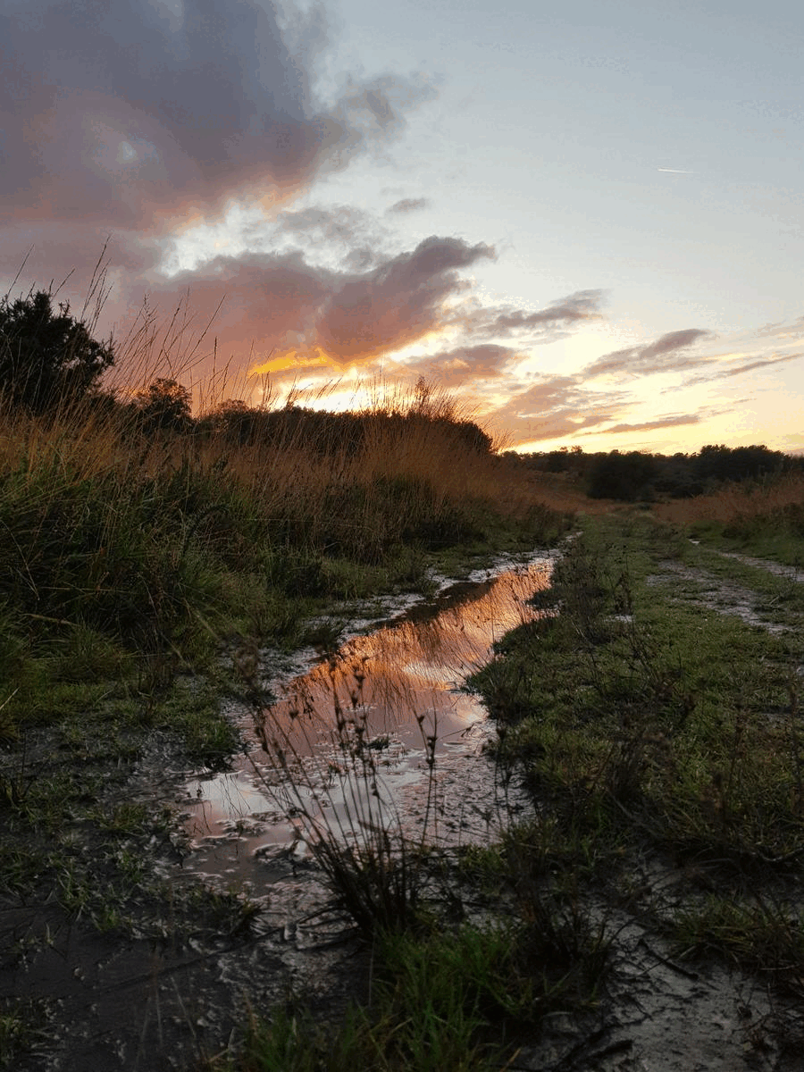 ashdown forest gif.gif