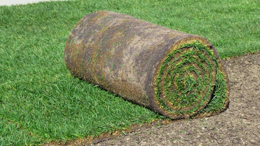 Rouleau gazon naturel prix